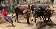 ঈদের আগে ঢাকায় গরুর বাজার চড়া দামে শুরু