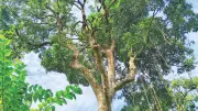 কক্সবাজারের বনে মাত্র ৫০০ মা গাছ টিকে আছে, হুমকিতে জীববৈচিত্র্য
