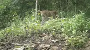 পার্বত্য চট্টগ্রামের বনে একসময় বাঘ-গন্ডারের অবাধ বিচরণ ছিল