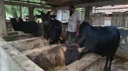 যশোরে খামারিদের বাড়ি থেকেই গরু বিক্রি, হাটে তোলার ঝামেলা নেই