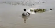 বোরো ধানের বাম্পার ফলনে স্বপ্ন ভেঙেছে বন্যায়, ক্ষতি ২৬০ কোটি টাকা