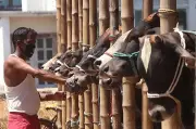 কোরবানির ঈদ: ত্যাগের মহিমা ও ইসলামি বিধান