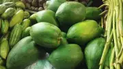 পেঁপের দামে অস্বস্তি, জাপানকে রাজস্ব দিয়ে থার্ড টার্মিনাল