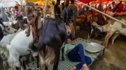 দিল্লিতে কোরবানি কঠোর, সিলেটে হামে ৫ শিশুর মৃত্যু, ভারি বৃষ্টির আভাস