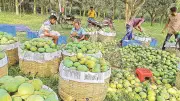 সাতক্ষীরায় আমের বাম্পার ফলন, বাজার নিয়ে চাষিদের শঙ্কা