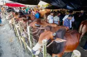 ঈদুল আজহায় বাণিজ্যিক খামারের পশুর বিক্রি বেড়েছে