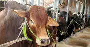 রাজধানীতে কসাইয়ের ভিন্ন ভিন্ন দর, কোরবানিদাতাদের ভোগান্তি
