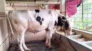 ২৫ মণের ডোনাল্ড ট্রাম্পের দাম ৯ লাখ, কিনলেই ছাগল উপহার