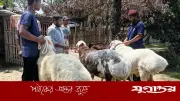 নাটোরের বড়াইগ্রামে মরুভূমির দুম্বা বিক্রি, চমক কুরবানির হাটে