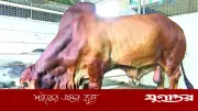 কুরবানির পশুর নাম ‘ট্রাম্প’ বা ‘মোদি’ রাখা জায়েজ নয়: ইসলামের বিধান