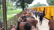 বিশেষ ট্রেনে ঢাকায় কোরবানির গরু, জিম্বাবুয়ে সফরে বাংলাদেশ ক্রিকেট দল