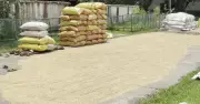 সরকারি গুদামে ধান বিক্রি করতে এসে শুকানোর ধকল