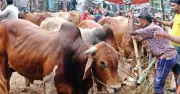 কোরবানি ও আকিকা: বিধান ও পার্থক্য