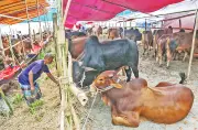 রাজধানীর কোরবানির হাটে বিএনপির নিয়ন্ত্রণ, আওয়ামী লীগের মতোই ধারা
