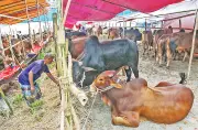 পশু হাটে বিএনপির দখল: সুযোগের সমতা নিয়ে প্রশ্ন