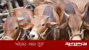 গরু কোরবানি ইসলামের অংশ নয়: কলকাতা হাইকোর্টের রায়