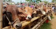 দেনমোহর বাকি থাকলেও কোরবানি জায়েজ, তবে শর্ত আছে