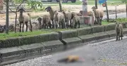 সড়কে মৃত ভেড়ার পাশে দেড় ঘণ্টা দাঁড়িয়ে থাকা পালের হৃদয়স্পর্শী দৃশ্য