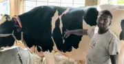 মোরেলগঞ্জে ৩৬ মণ ওজনের ষাঁড় ‘কালু’, দাম ১৫ লাখ টাকা