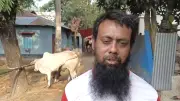 ফেনীতে অস্ত্রের মুখে গরু লুট, খামারিরা সিটি ছাড়ছে