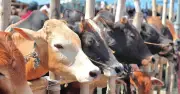 পশ্চিমবঙ্গে কোরবানি নিয়ে অনিশ্চয়তা, বন্ধ গরু কেনাবেচা