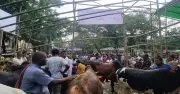 প্রচণ্ড গরমে কোরবানির পশু অসুস্থ, দ্রুত চিকিৎসার পরামর্শ