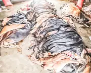 কোরবানির চামড়ার দাম বাড়লেও বাস্তবতা ভিন্ন, সংস্কার জরুরি