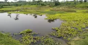 শ্রীমঙ্গলে পুকুরে ডুবে দুই শিশুর মৃত্যু