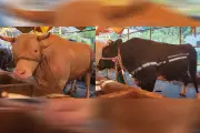 শরীয়তপুরে হাজার কেজির দুই গরু, দাম ১২ লাখ টাকা