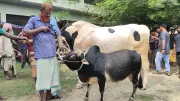 রাজশাহীর পুঠিয়ায় ভুট্টি জাতের ছোট গরু ঘিরে কৌতূহল ও ভিড়
