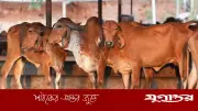 ভারতে গরুকে জাতীয় পশুর মর্যাদা দেওয়ার দাবি আজমের শরিফের মৌলভীর