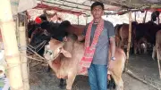 পড়াশোনার পাশাপাশি গরুর খামার গড়েছেন তিতাস