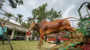 নিষেধাজ্ঞা উপেক্ষা করে কাপ্তাই হ্রদে বালু উত্তোলন, ঈদুল আজহাকে কেন্দ্র করে ব্যস্ততা