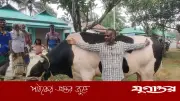 ৪২ মণ ওজনের ষাঁড় ‘ঈশা খাঁ’ নেত্রকোনায় কোরবানি হাটে সাড়া ফেলেছে