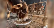 খুলনা সিটি কর্পোরেশনের ১৪০ স্থানে কোরবানির অনুমতি