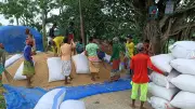 ধানকাটা শ্রমিকদের ঘরে ঈদের আনন্দ, বাড়ি ফিরে ধান ভাগাভাগি