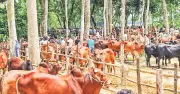 ঈদুল আজহায় রাজধানীর পশুর হাট জমে উঠছে, বিক্রি বাড়ার আশা