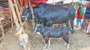পটুয়াখালীর ‘কালা মানিক’ গরুর সঙ্গে ফ্রি খাসি উপহার
