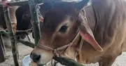 হোমনায় ষাঁড়ের গুঁতায় নারীর মৃত্যু