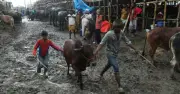 বৃষ্টির পর গাবতলীতে হাঁটু পানি, দুর্ভোগে নগরবাসী