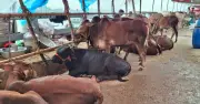 কোরবানির পশু কেনার আগে বয়স যাচাই: দাঁত দেখে চিনুন সহজ উপায়