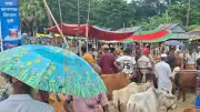 শরণখোলায় জমে উঠেছে কোরবানির পশুর হাট, বাংলাবান্ধা বন্ধ ৭ দিন