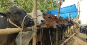 কোরবানিতে শরিকের নিয়ম: সাতজনের বেশি নয়, অংশ সমান হতে হবে