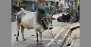 ঈদের দুই দিন আগেই পুরান ঢাকায় কোরবানির পশু কেনাবেচা শুরু