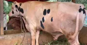 নোয়াখালীর বস: ৩০ মণের বিশাল গরু, দাম ১০ লাখ টাকা