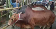 ঈদুল আজহায় কমলাপুর পশুর হাটে ক্রেতা-বিক্রেতাদের সরগরম উপস্থিতি