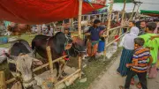 খুলনার জোড়াগেট পশুর হাটে বাড়ছে গরু-ছাগল, কেনাবেচা এখনও কম