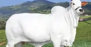 বিশ্বের সবচেয়ে দামি গরু: ব্রাজিলে ৫৯ কোটি টাকায় বিক্রি