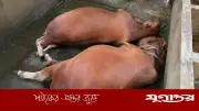 বজ্রপাতে ২ গরুর মৃত্যু, স্বপ্ন ভঙ্গ সোহেলের