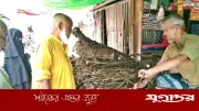 কুরবানির মাংসে স্বাদ বাড়াতে চুইঝালের কদর বেড়েছে